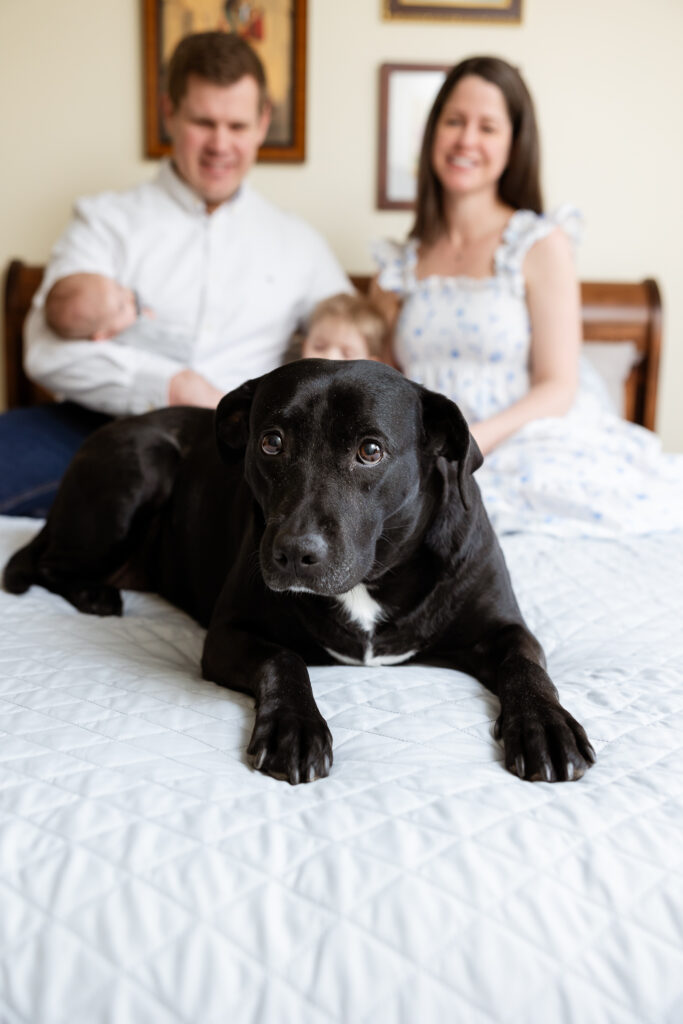 Black dog on top of neutral tone bed spread. Family in background and dog in family photo